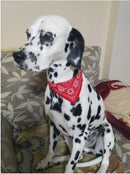 PROMOÇÃO Coleira Bandana para cães e gatos