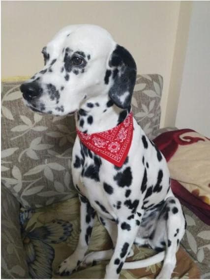 PROMOÇÃO Coleira Bandana para cães e gatos