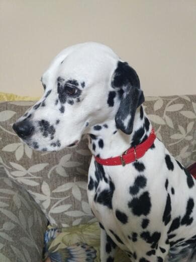 PROMOÇÃO Coleira Bandana para cães e gatos