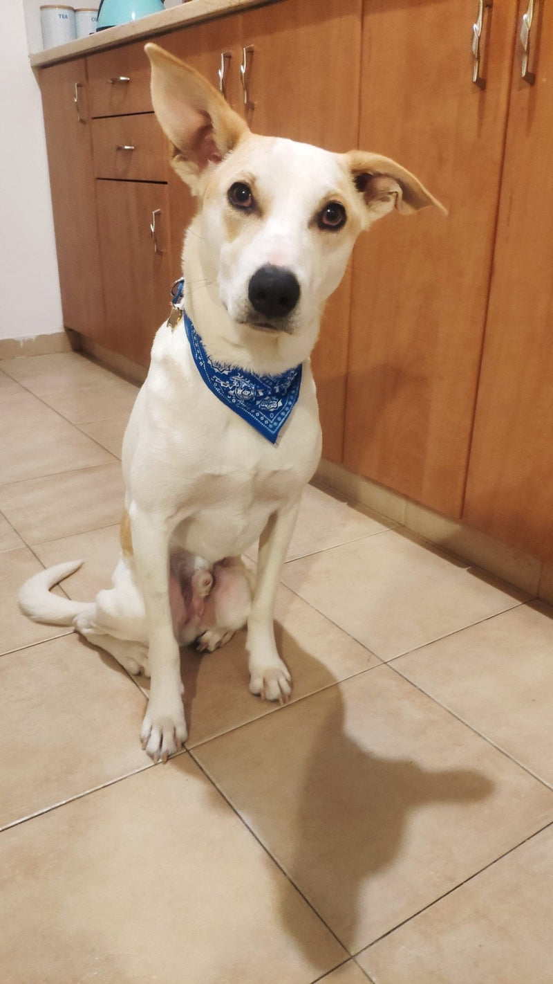 PROMOÇÃO Coleira Bandana para cães e gatos