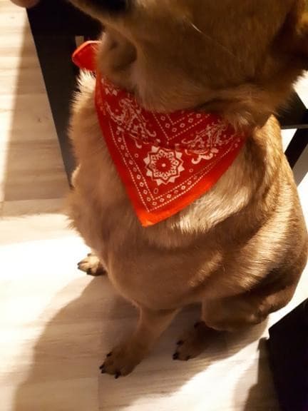PROMOÇÃO Coleira Bandana para cães e gatos